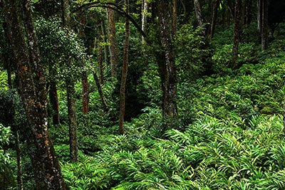 fort munnar