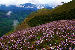 fort munnar - neelakurunji