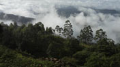 fort munnar 