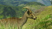 fort munnar 